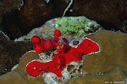Latrunculia magnifica eponge de feu-Safaga Panomara Reef N-6m-20171123-Denis-ADER-DSC_3667_tn